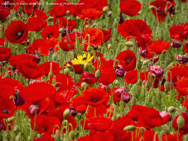 large red poppies Picture Board by kathy white