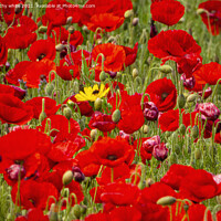 Buy canvas prints of large red poppies by kathy white
