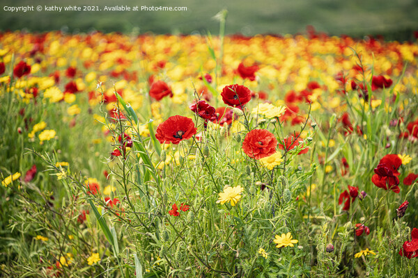Poppies and Corn Marigolds Picture Board by kathy white