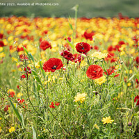Buy canvas prints of Poppies and Corn Marigolds by kathy white