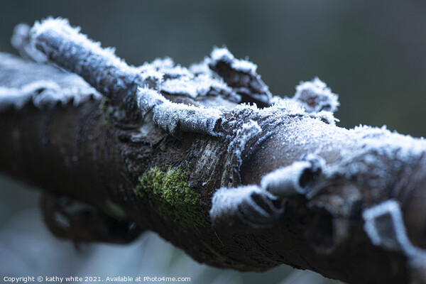 Lichen and  moss frozen on a tree branch Picture Board by kathy white