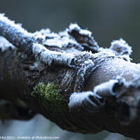 Buy canvas prints of Lichen and  moss frozen on a tree branch by kathy white