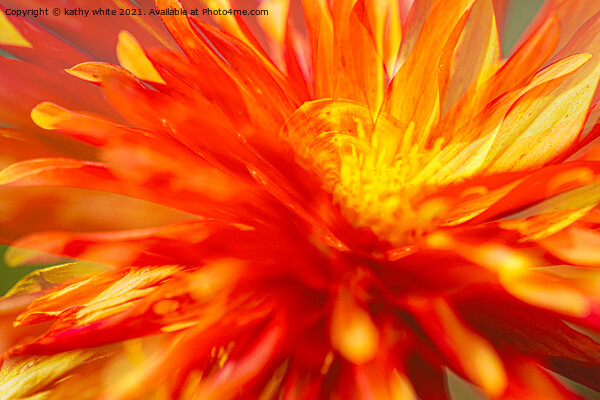 Dahlia flower fire with in Picture Board by kathy white
