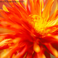 Buy canvas prints of Dahlia flower fire with in by kathy white