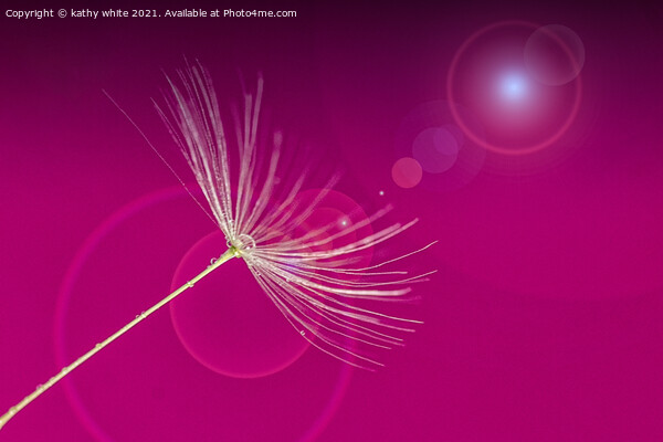 Pretty in pink,dandelion seed,  Picture Board by kathy white