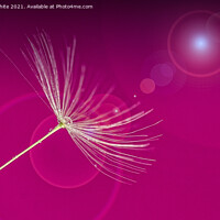Buy canvas prints of Pretty in pink,dandelion seed,  by kathy white