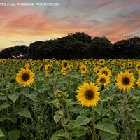 Buy canvas prints of sunflowers ,Cornish sunflowers at sunset,sunflower by kathy white
