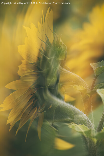 Cornish sunflower in the wind Picture Board by kathy white