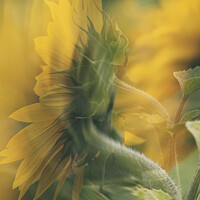 Buy canvas prints of Cornish sunflower in the wind by kathy white
