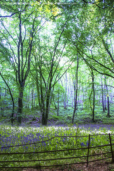 English Bluebell Wood, bluebell, Picture Board by kathy white