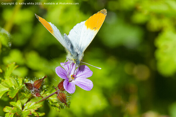  orange tip butterfly Picture Board by kathy white