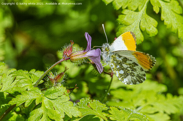 male orange-tip butterfly Picture Board by kathy white