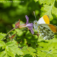 Buy canvas prints of male orange-tip butterfly by kathy white