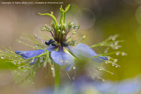 dancing in the rain, Love in a mist Picture Board by kathy white