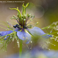 Buy canvas prints of dancing in the rain, Love in a mist by kathy white