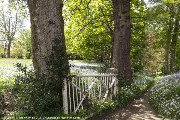 English Bluebell Wood, Cornwall,lovely old gate Picture Board by kathy white