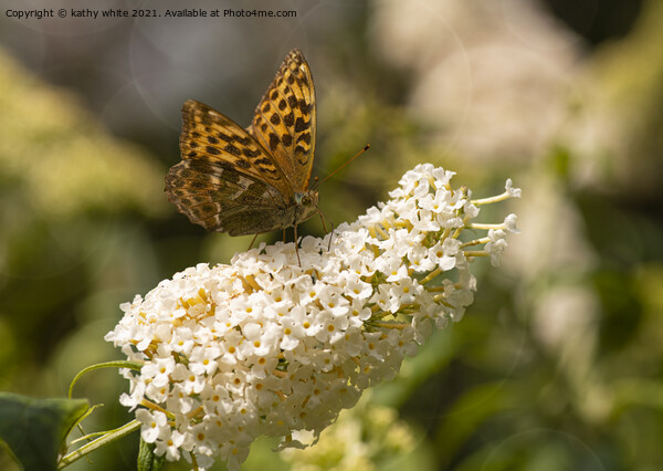 Fritillary butterfly,on aflower Picture Board by kathy white