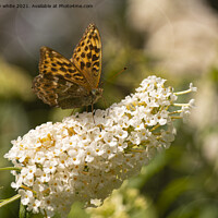 Buy canvas prints of Fritillary butterfly,on aflower by kathy white