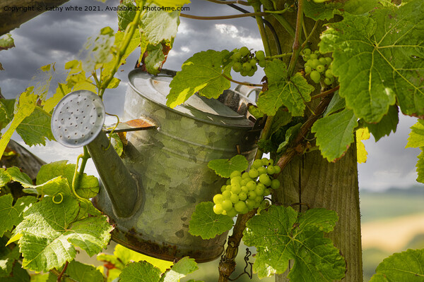 watering the grapes Picture Board by kathy white