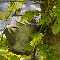 Buy canvas prints of watering the grapes by kathy white