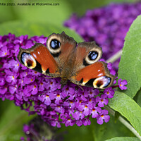 Buy canvas prints of Peacock butterfly by kathy white