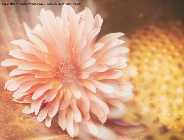 Dahlia flower  Picture Board by kathy white