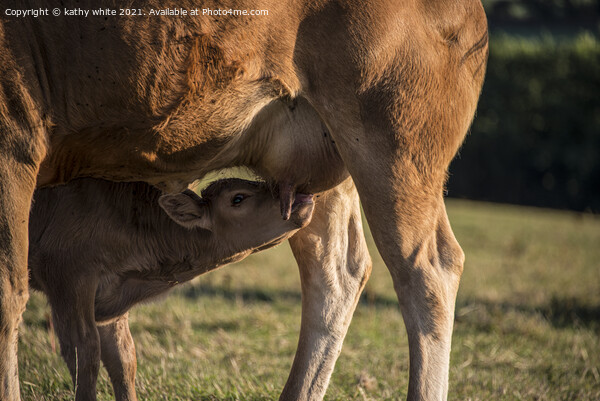 Maternal Bonding A Newborn Calf Drinking Milk From Picture Board by kathy white