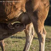 Buy canvas prints of Maternal Bonding A Newborn Calf Drinking Milk From by kathy white