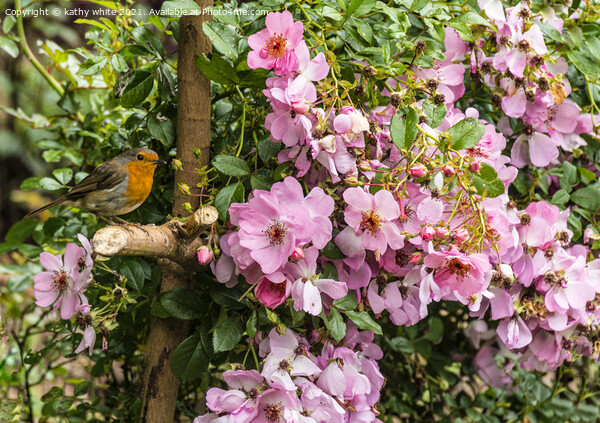 Robin in the rose tree Picture Board by kathy white