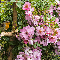 Buy canvas prints of Robin in the rose tree by kathy white