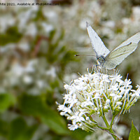 Buy canvas prints of Small White butterfly by kathy white