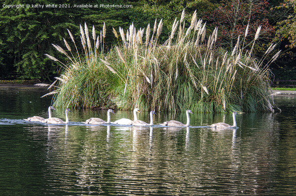 Seven Swans are swimming Picture Board by kathy white