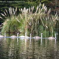 Buy canvas prints of Seven Swans are swimming by kathy white