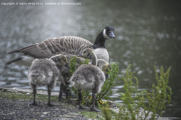 Mother Canada Goose and Goslings Picture Board by kathy white