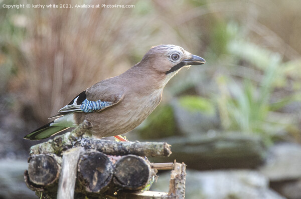 A beautiful Jay bird  Picture Board by kathy white