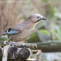 Buy canvas prints of A beautiful Jay bird  by kathy white