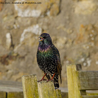Buy canvas prints of starling bird sitting on top of a wooden fence by kathy white