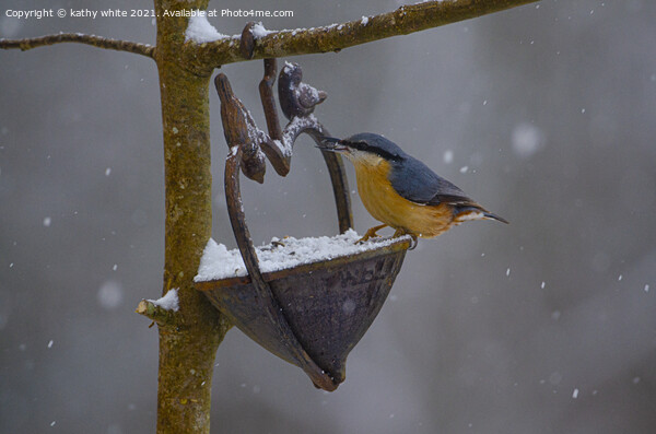 Nuthatch, in the snow, Picture Board by kathy white