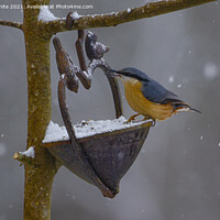 Buy canvas prints of Nuthatch, in the snow, by kathy white