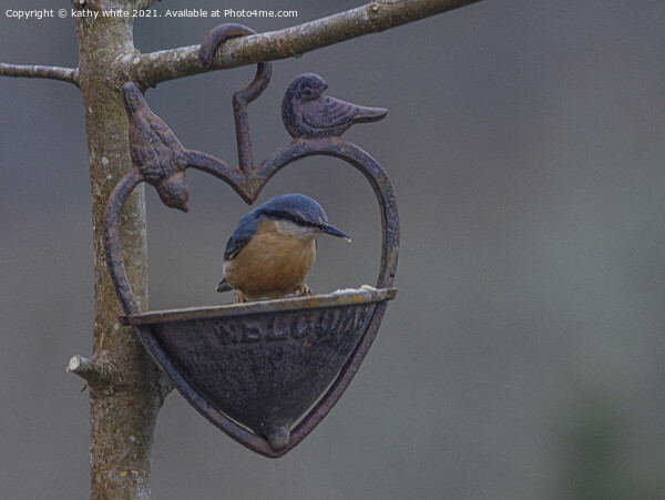 Nuthatch bird, love birds, Picture Board by kathy white