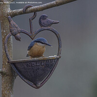Buy canvas prints of Nuthatch bird, love birds, by kathy white