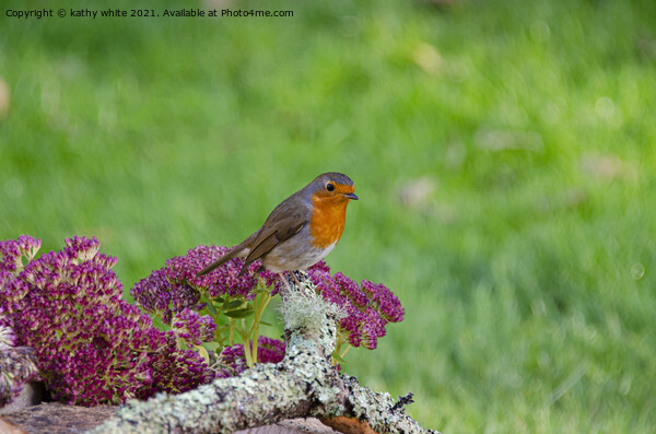Red robin perched on a flower Picture Board by kathy white