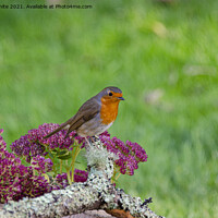 Buy canvas prints of Red robin perched on a flower by kathy white