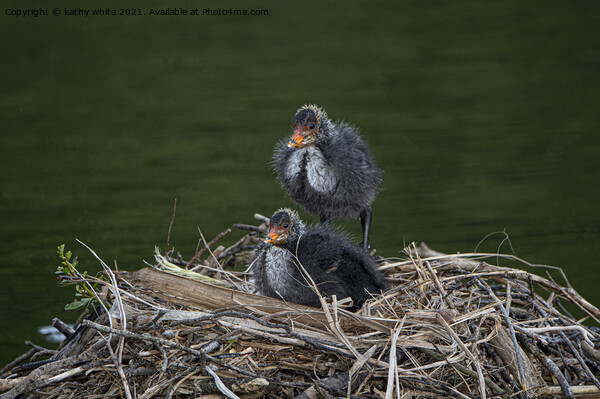 Baby Coots on the nest Picture Board by kathy white