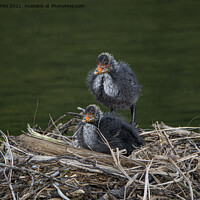 Buy canvas prints of Baby Coots on the nest by kathy white