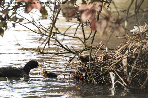 Feed Me,Coot and chick Picture Board by kathy white