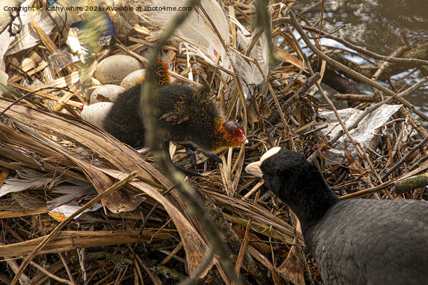 coot nest with baby coot Picture Board by kathy white