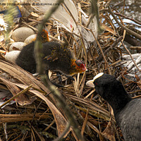 Buy canvas prints of coot nest with baby coot by kathy white