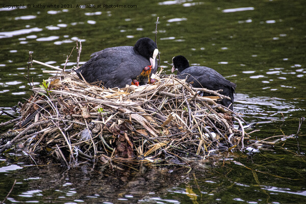 Mum and dad Coot with babies Picture Board by kathy white