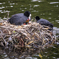 Buy canvas prints of Mum and dad Coot with babies by kathy white
